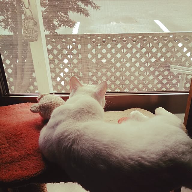 amifuuさんの実例写真