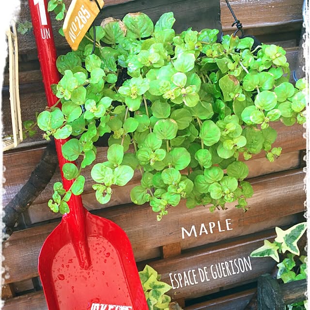mapleさんの実例写真