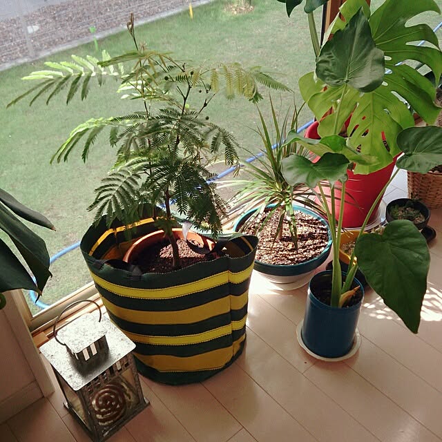 urchinさんの実例写真