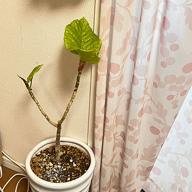 yumiさんの部屋