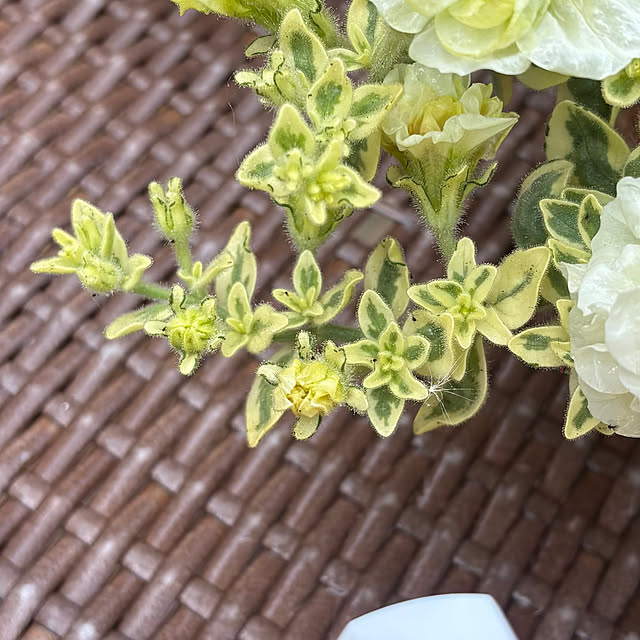 momocchiさんの部屋