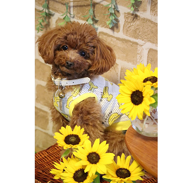 ISM.mumさんの実例写真