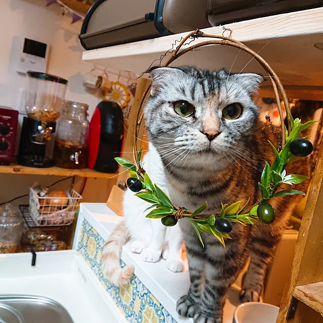 Gomaさんの実例写真