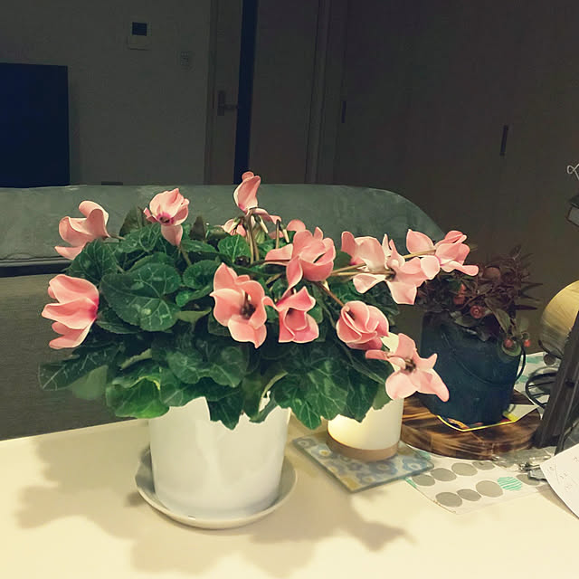 KOHAKUさんの実例写真