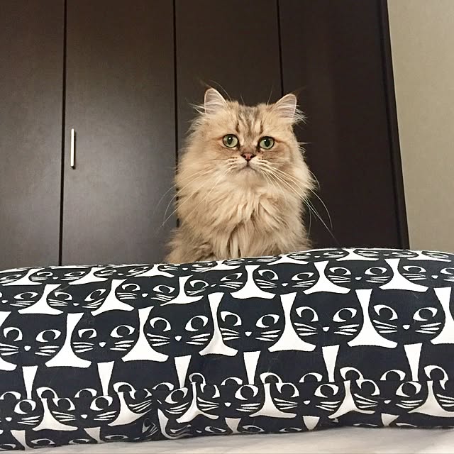 butachanさんの実例写真
