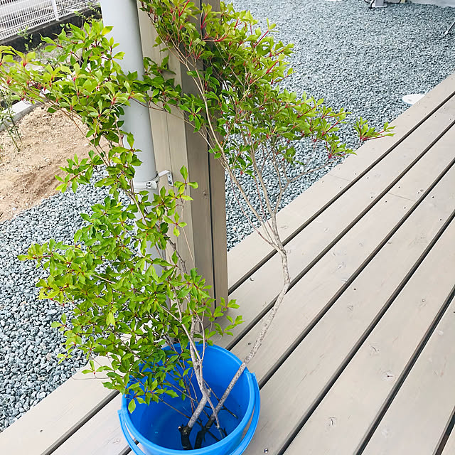 maru_3919さんの実例写真