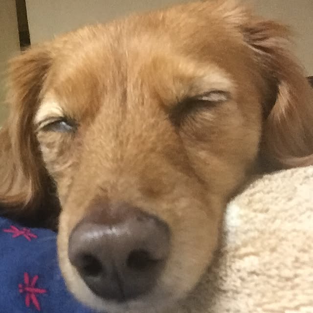 sakuさんの実例写真
