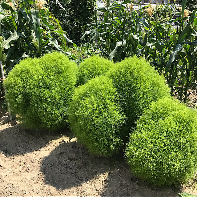 okadajapanさんの実例写真