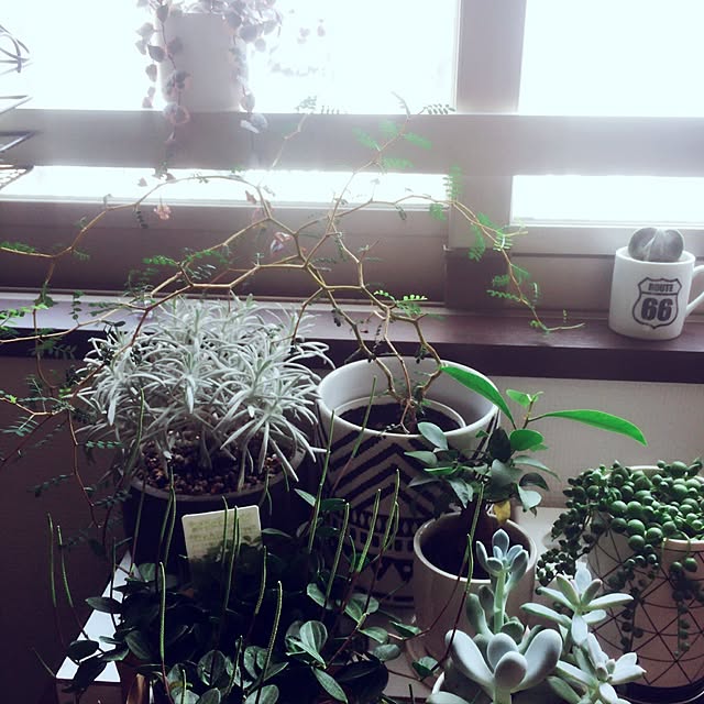 reikaさんの実例写真