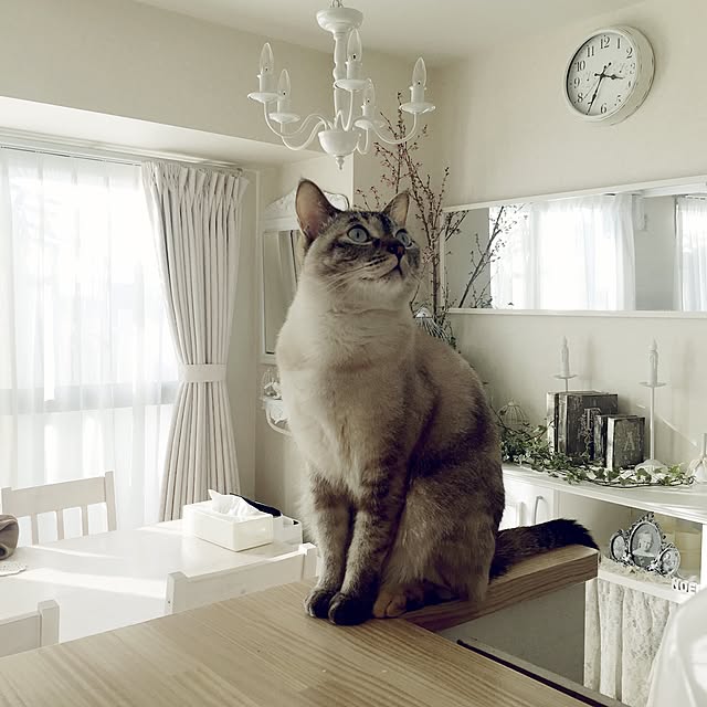 noelさんの実例写真