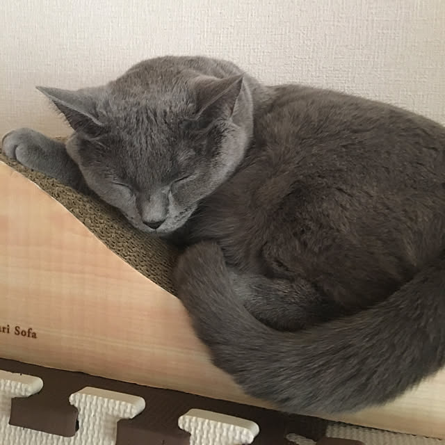 ikettenさんの実例写真