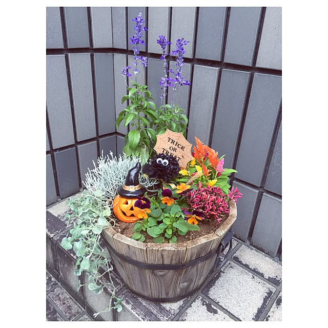 cookieさんの実例写真