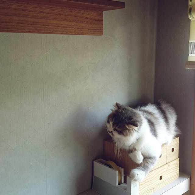 kzmさんの実例写真