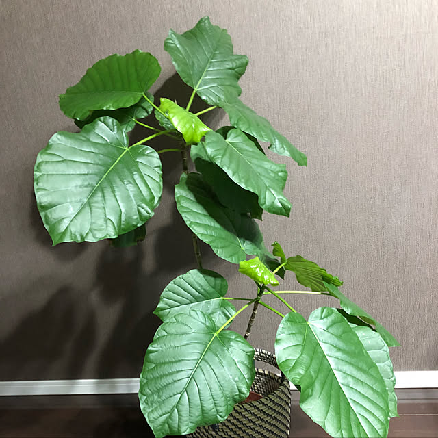 玄関/入り口/一人暮らし/ウンベラータ/観葉植物のインテリア実例 - 2018-11-25 05:11:42