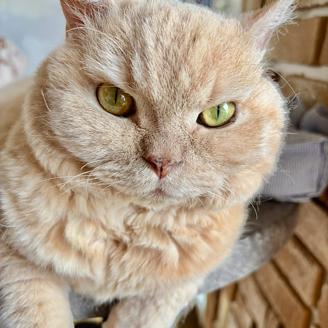 naokoさんの実例写真