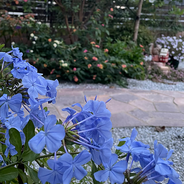 ronronさんの実例写真