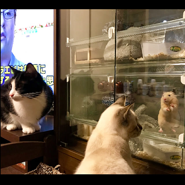 butachanさんの実例写真