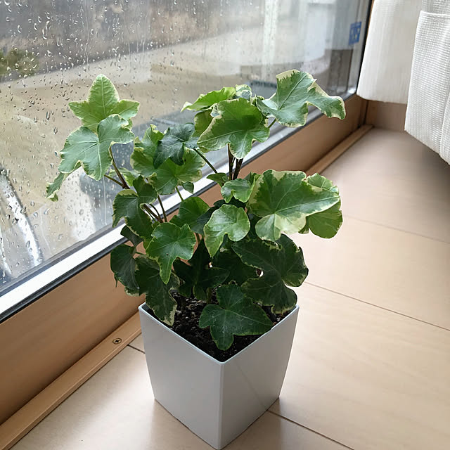 RanRanさんの実例写真