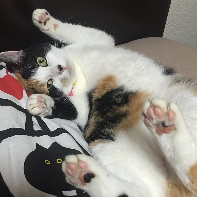 mtkさんの実例写真