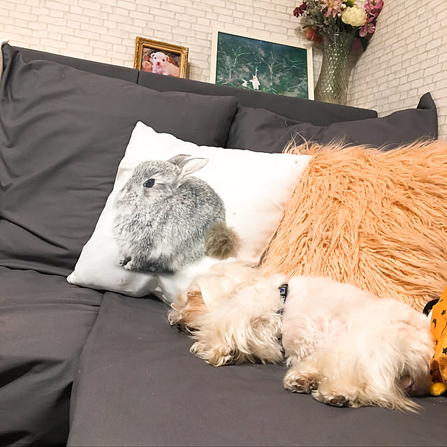 konohaさんの実例写真