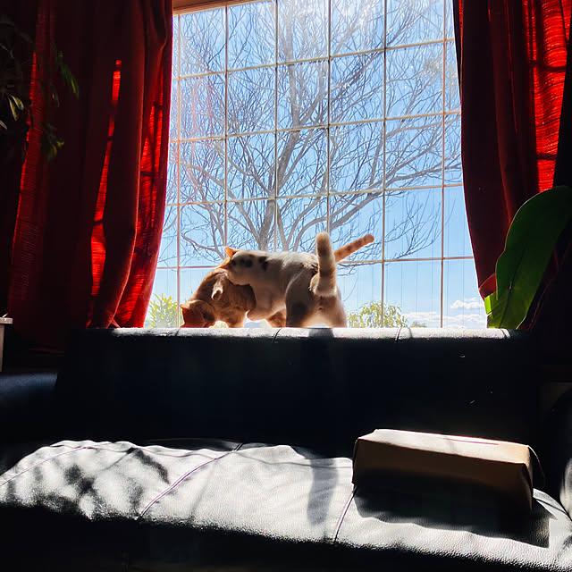 tomorinさんの実例写真