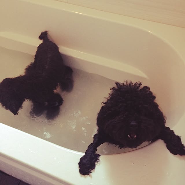 chiiさんの実例写真