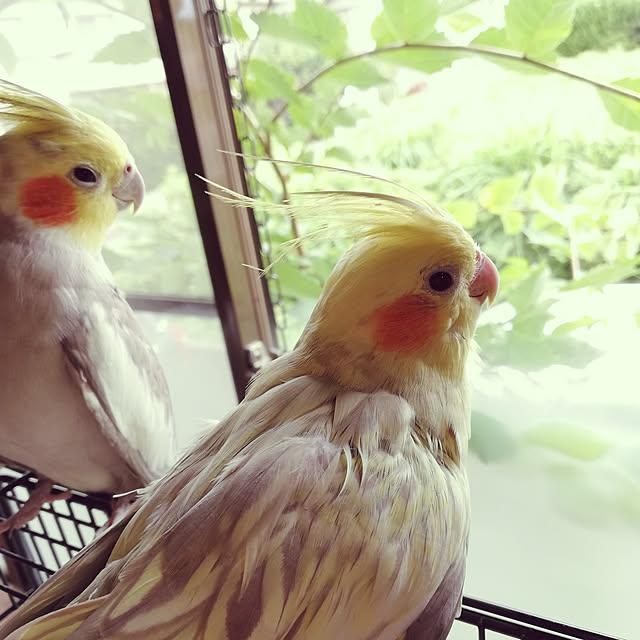 amanojakuさんの実例写真
