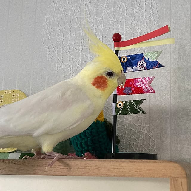toratanさんの実例写真