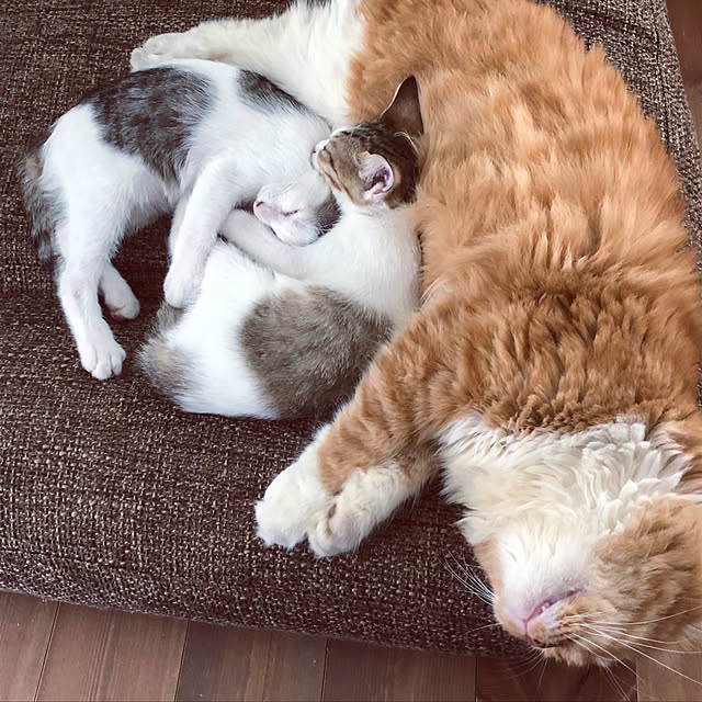 実例写真