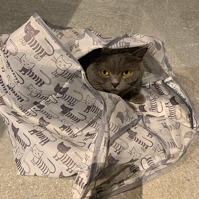 qoolasさんの実例写真