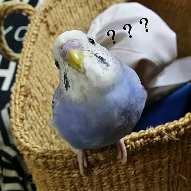 karinさんの実例写真