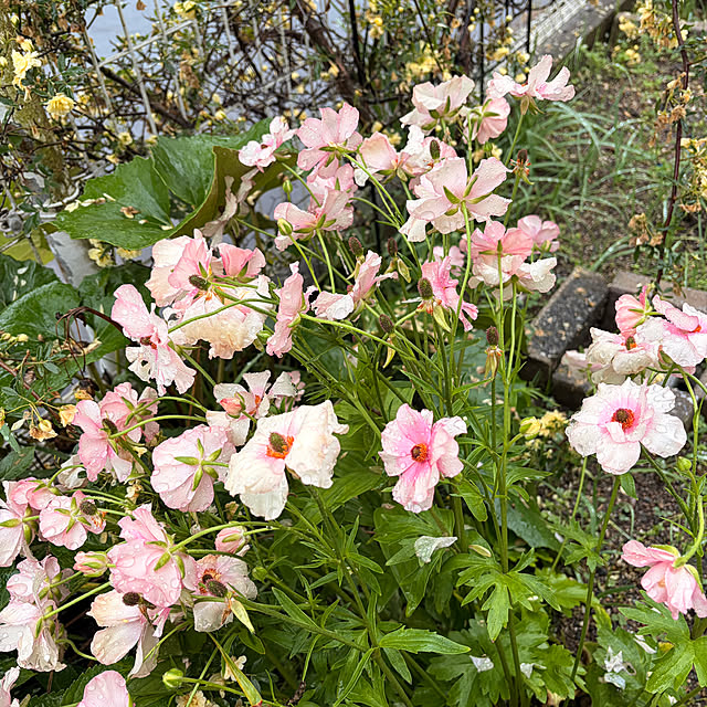 chIoeさんの部屋