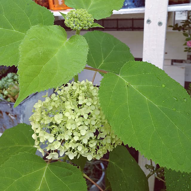PANNAさんの実例写真