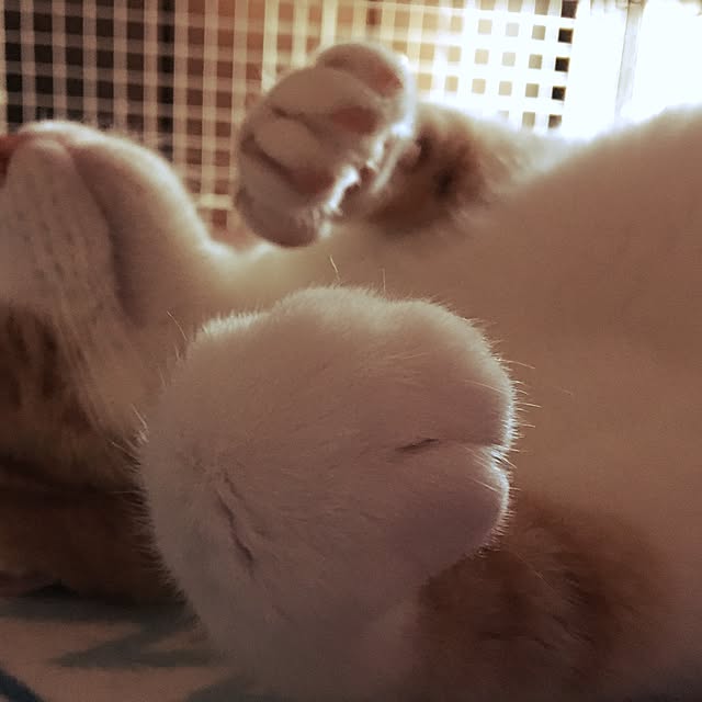 kaihazuさんの実例写真