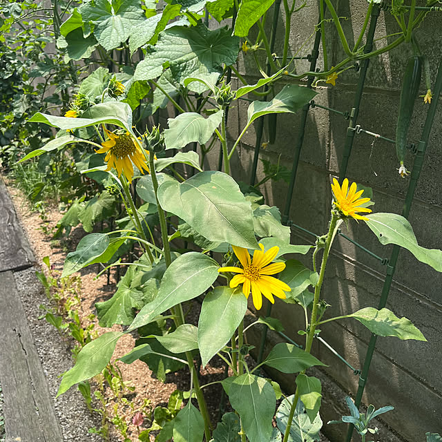 kuuさんの部屋