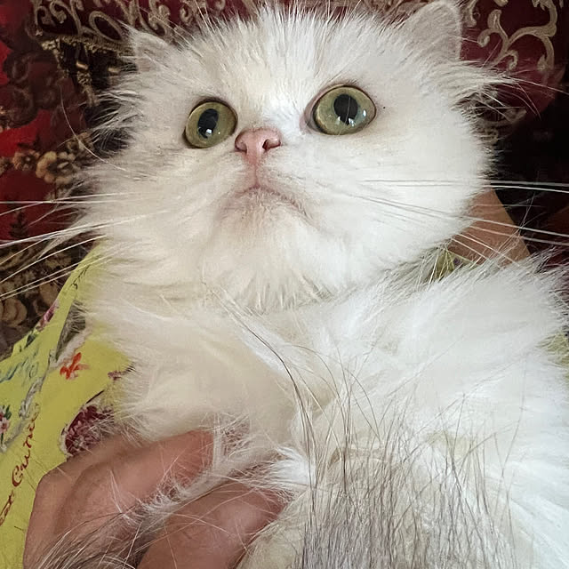 AYUKOさんの実例写真