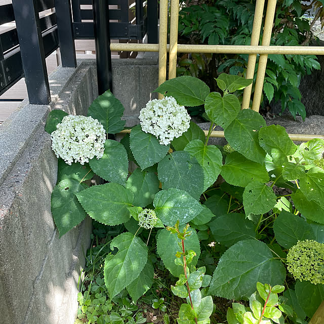 kuikoさんの部屋