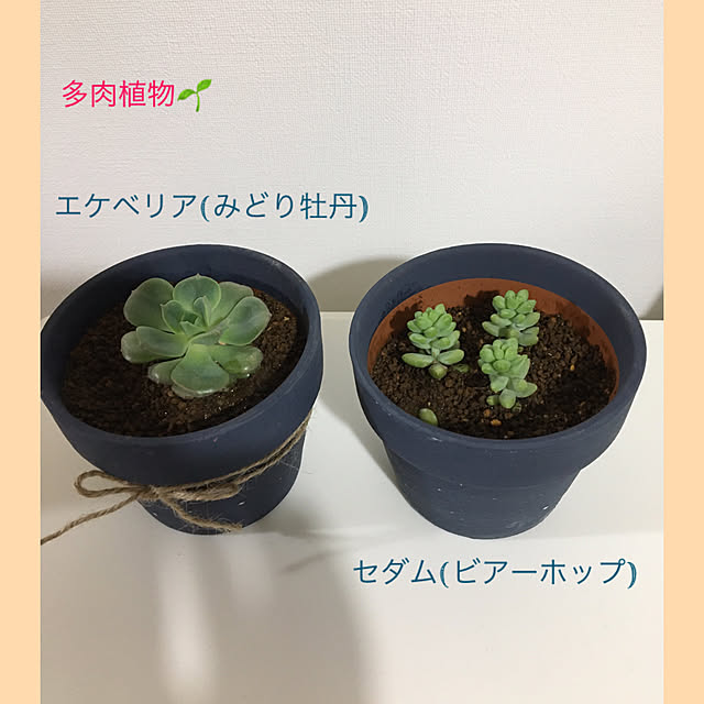 akezouさんの実例写真
