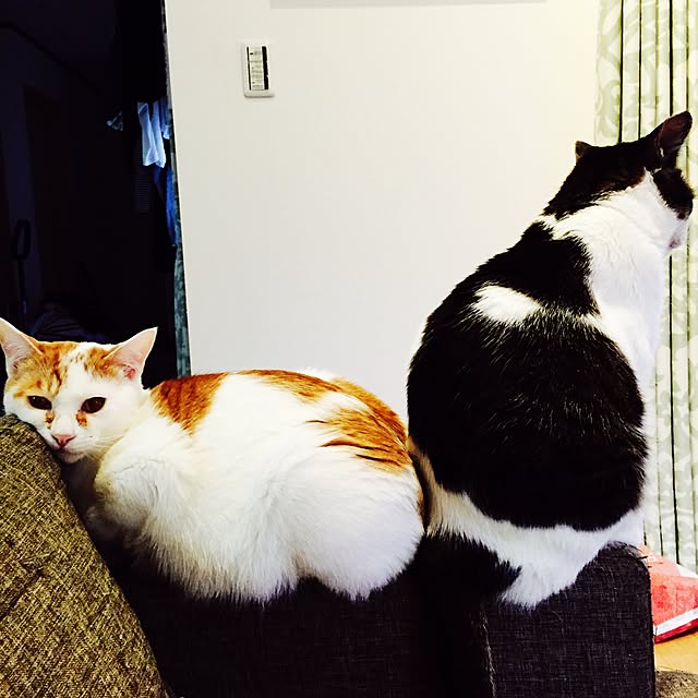 minkokoさんの実例写真