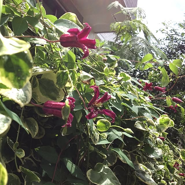 dicekbeetleさんの実例写真
