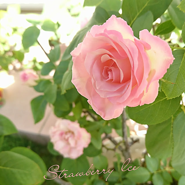 fleur-mamanさんの実例写真