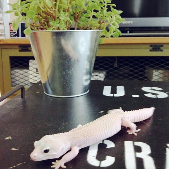 UGさんの実例写真