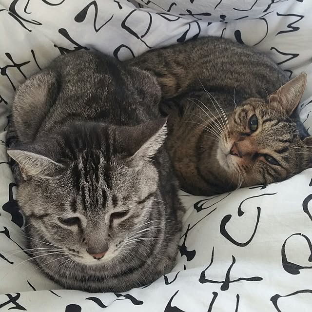 yumiさんの実例写真