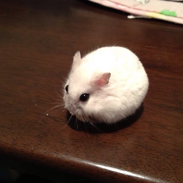 sayakaさんの実例写真
