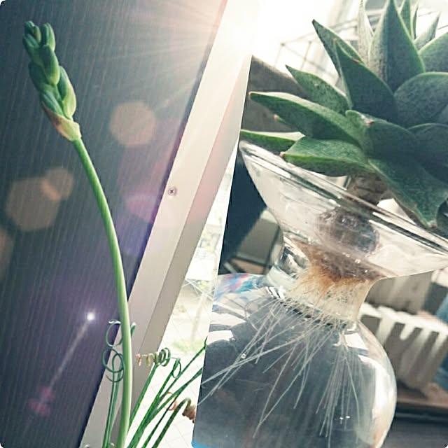 cocosorasakuさんの実例写真