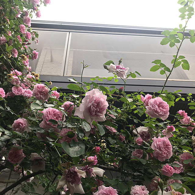TAR0066さんの実例写真