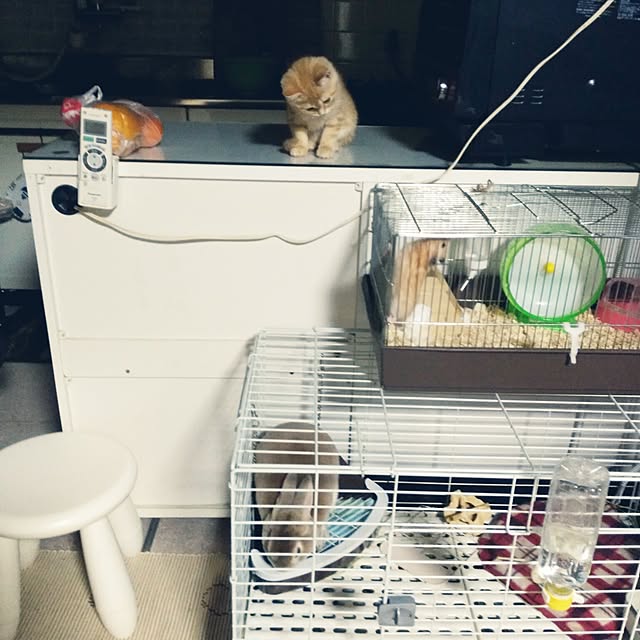 fruityanさんの実例写真