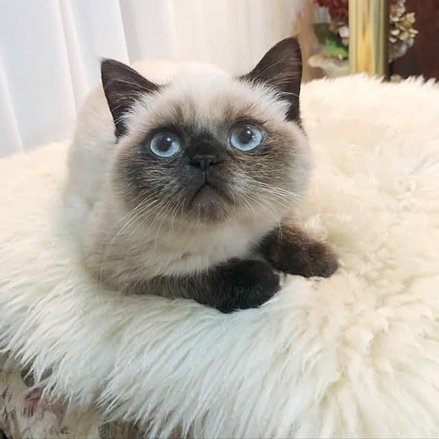 Nylさんの実例写真