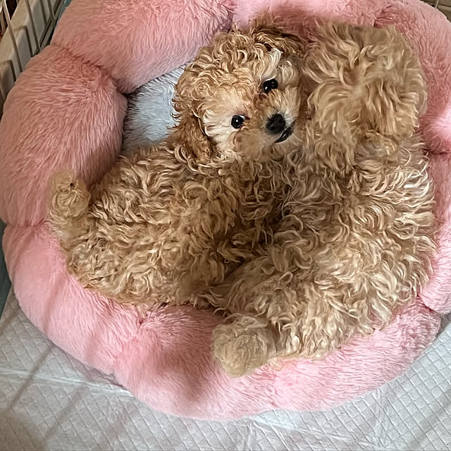 AYUKOさんの実例写真