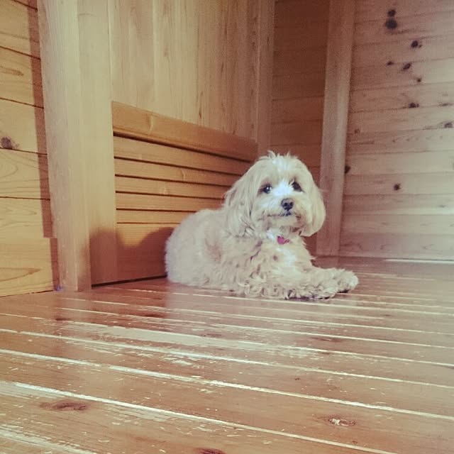 makaronさんの実例写真